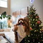 Doček u Beograduu - apartmani i stanovi