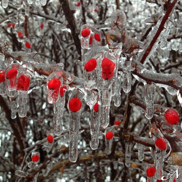 Prognoza vremena - crvene bobice u ledu